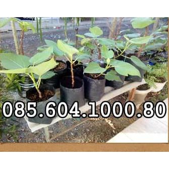 Cod Grosir Bibit Buah Tin Pohon Buah Tin @_#