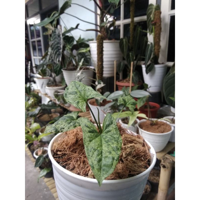 singonium mojito #singoniummojito#mojito