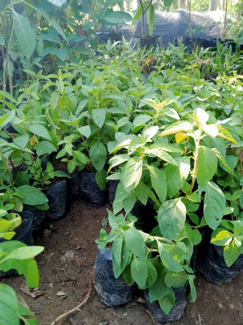 Paket Hemat 5 Bibit Daun Mint // daun papermint