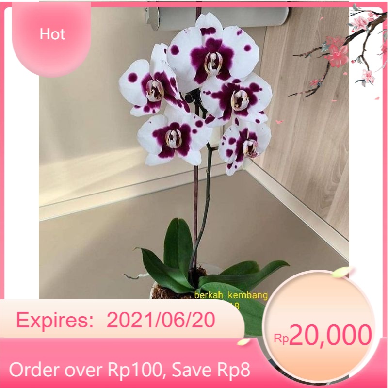 anggrek bulan seedling hybrid usia 5-6bulan