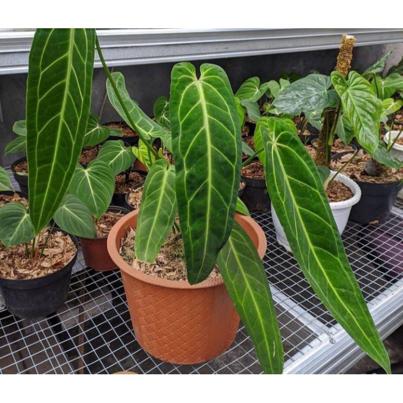 (STOCK TERBATAS) BIBIT-BONGGOL ANTURIUM WAROCQUIANUM-LIDAH GAJAH