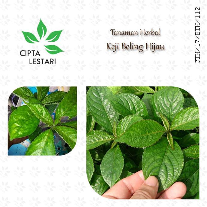 Jual Dm+ Bibit Pohon Daun Keji Beling Hijau Tanaman Pecah Beling Obat ...