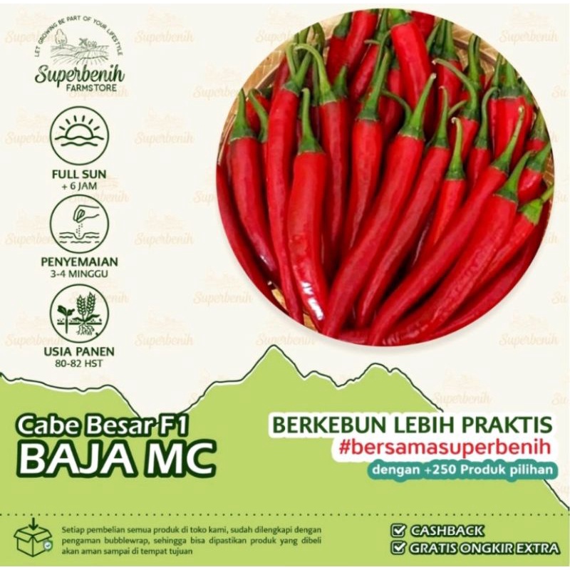 15 seeds benih bibit biji Cabe Merah Besar Hibrida