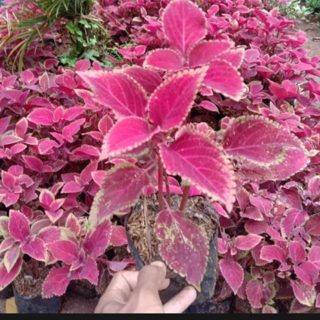 TANAMAN HIAS MIANA MERAH / POHON HIAS MIANA MERAH / MIANA MERAH