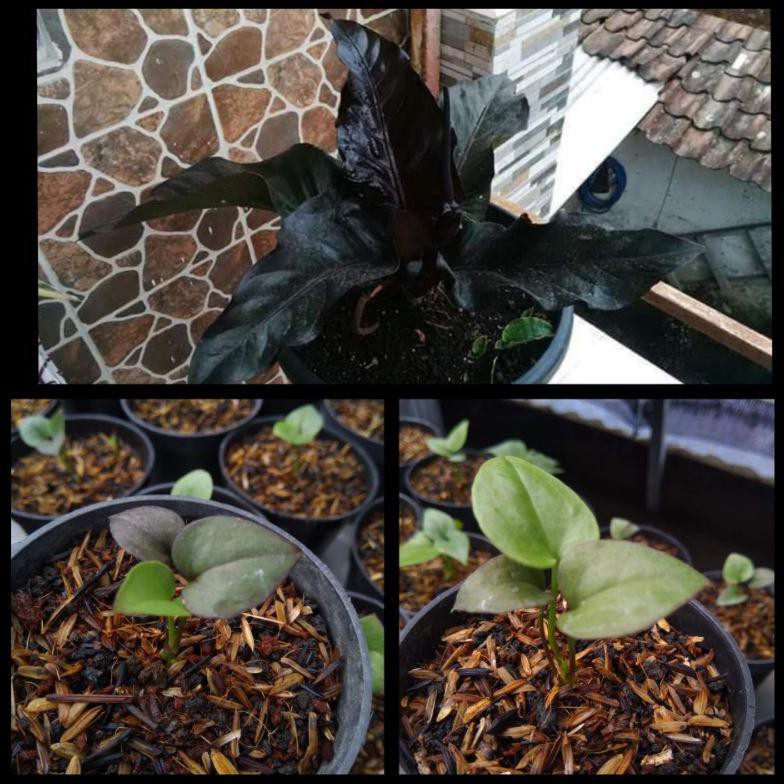 ( BISA COD ) Bibit Anthurium Black Dragon SPECIAL [Kode 1|Kode 2|Kode 3|Kode 4|Kode 5|Kode 6|Kode