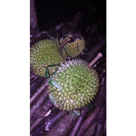

durian tembaga