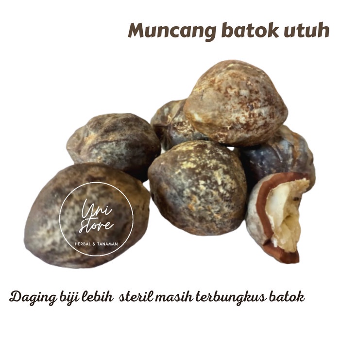

New Termurah Muncang Batok 500 g - Kemiri batok utuh klatak - Lebih steril