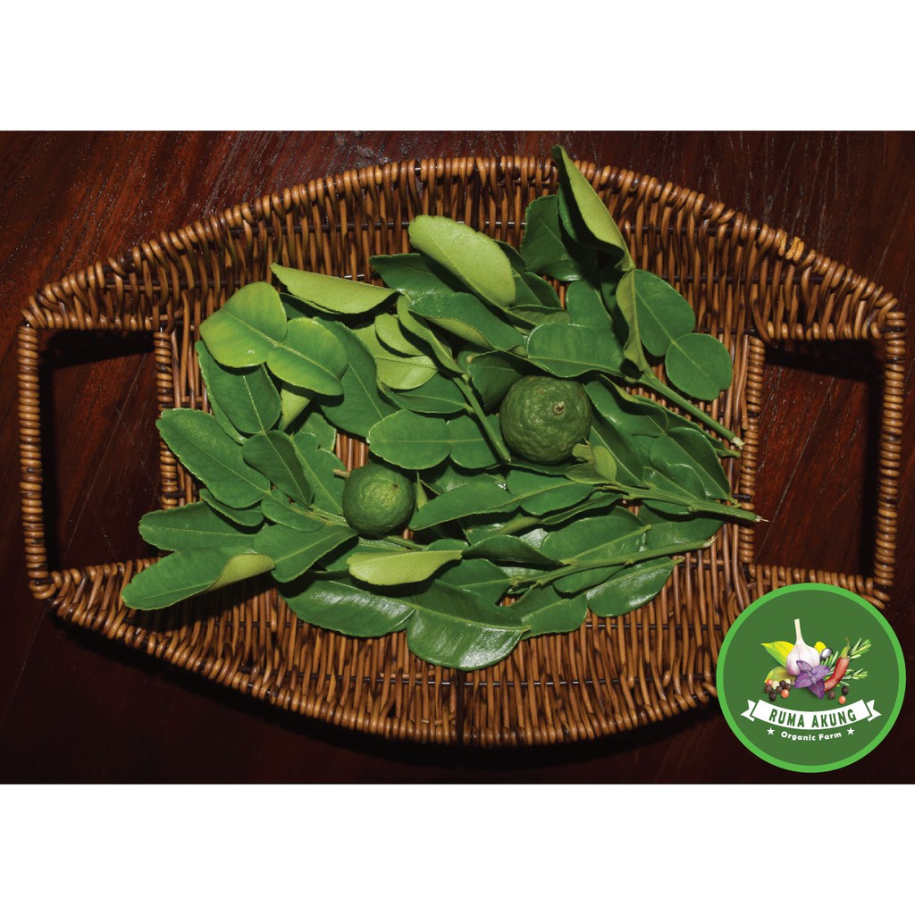 DAUN JERUK PURUT PREMIUM SEGAR | 100GRAM | Petik pohon