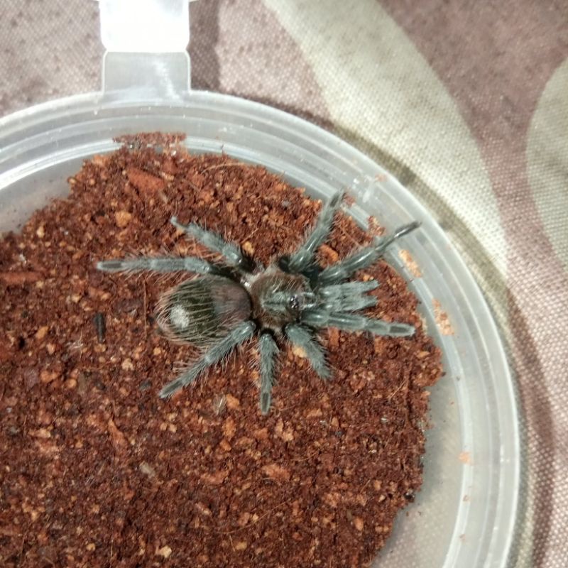 Kartu Mainan Tliltocatl Albopilosum 3 cm