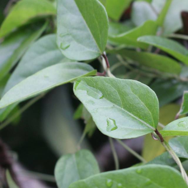 

DAUN CINCOU ORGANIK NON BULU KONDISI SEGAR (100 LEMBAR )