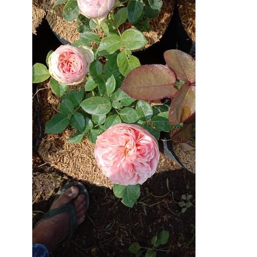 Harga Potongan⛄ Bibit Pohon Mawar Import berlabel - Tanaman Bunga Import - Bibit Tanaman Bunga Mawar