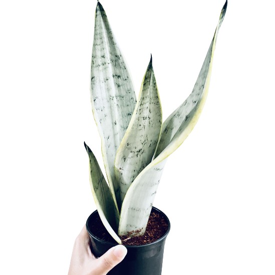 tanaman sansevieria trifasciata silver queen BERGARANSI