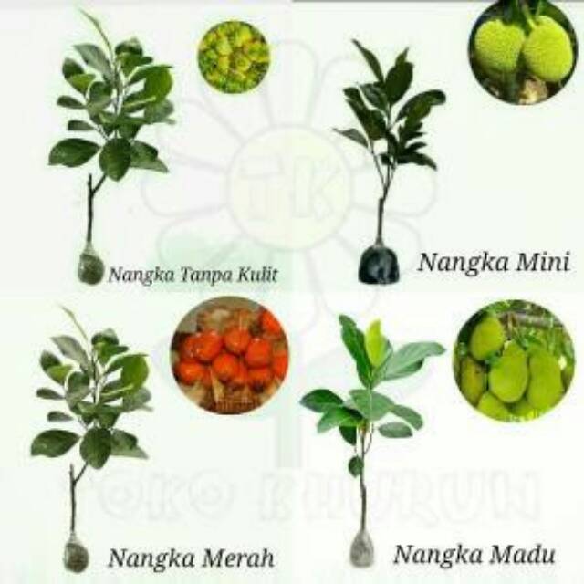 Paket 4 Bibit tanaman Buah Nangka