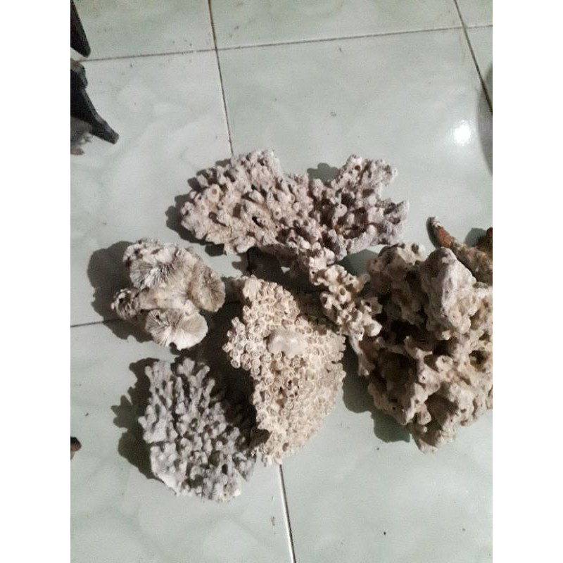 deat rock. batu karang laut aslii