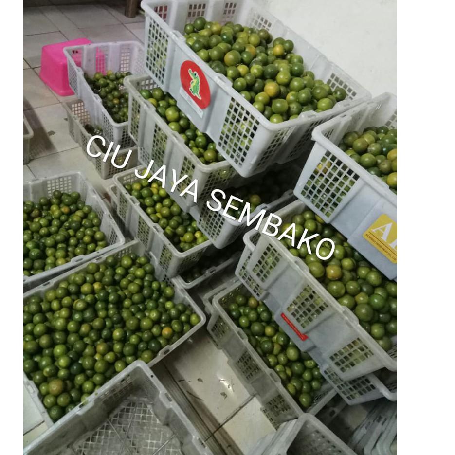 

(drhj -56) JERUK SONKIT / JERUK KUNCI / LEMON CUI / SONKIT PONTIANAK / KASTURI / SONGKIT ƪ(‾ε‾“)ʃ 92