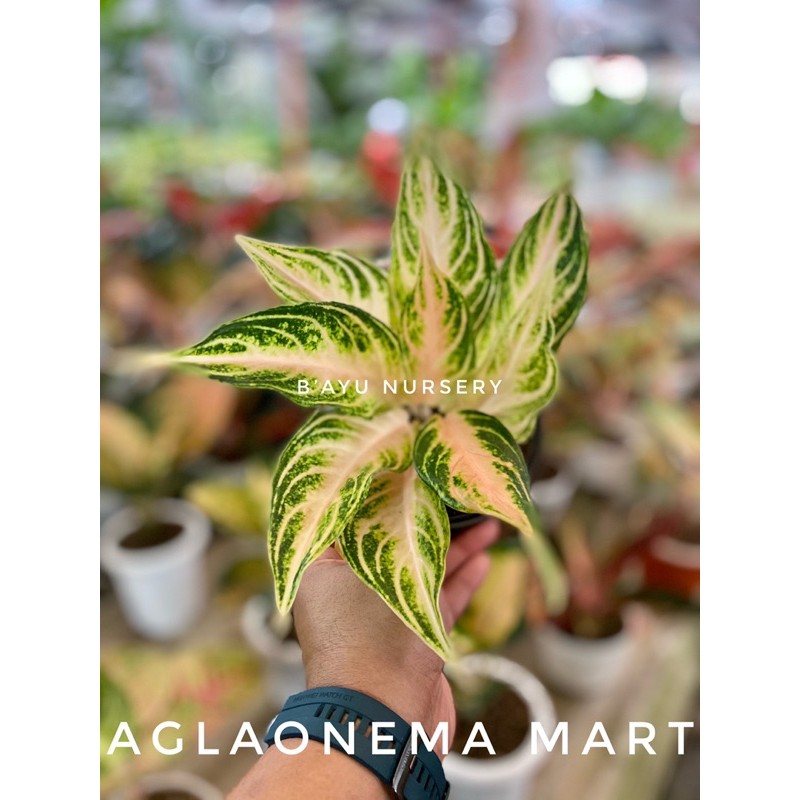 aglaonema Pink sunset