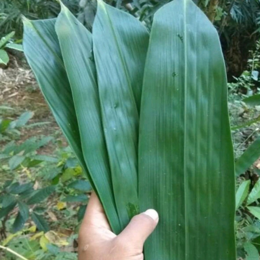 

Daun Bambu Segar Aneka Jenis Untuk Obat Herbal Dan Pembungkus Makanan 10 Lembar