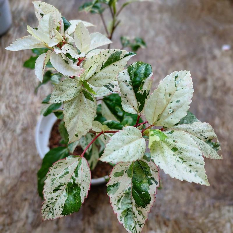 TANAMAN HIAS HIBISCUS BUNGA SEPATU VARIEGATA//WHITEREDS