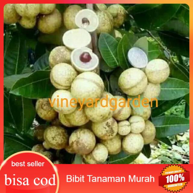 Bibit kelengkeng matalada/bibit kelengkeng Hawai matalada