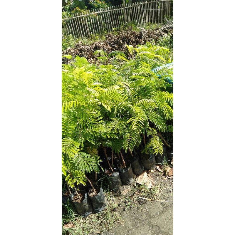 Bibit tanaman petai okulasi