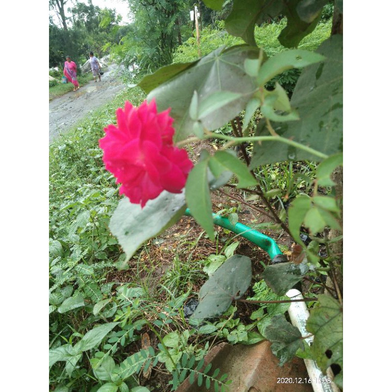 Bibit Bunga Mawar Wangi