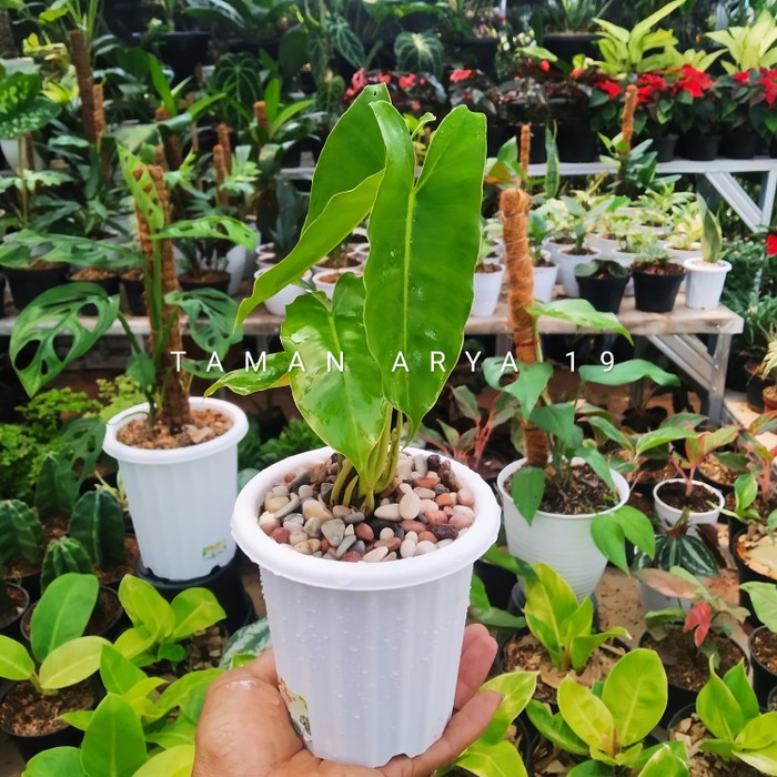 Tanaman hias philodendron burle marx / Tanaman hias hidup / bunga hidup murah / bunga hias hidup kem