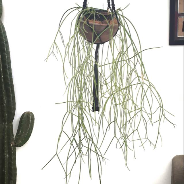 Tanaman gantung Rhipsalis Baccifera rimbun