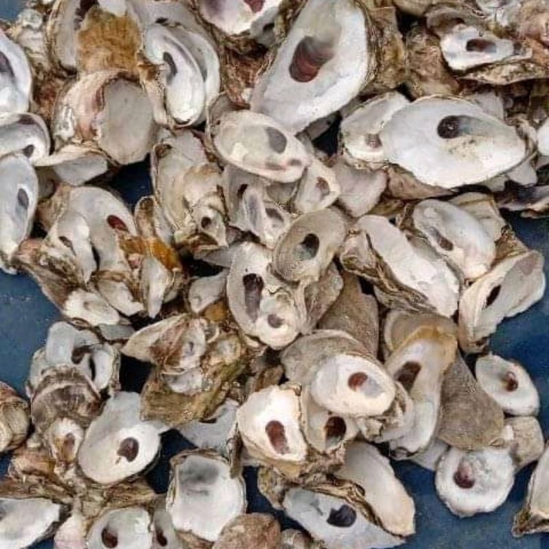 filter kolam koi akuarium oyester sell pH buffer