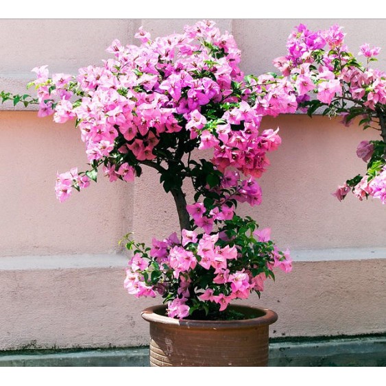 bibit tanaman hias kembang kertas/bougemvile