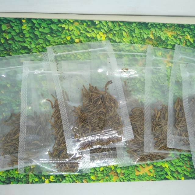 

Mealworm Ulet hongkong kering