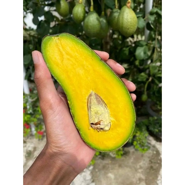 bibit alpukat swy 02