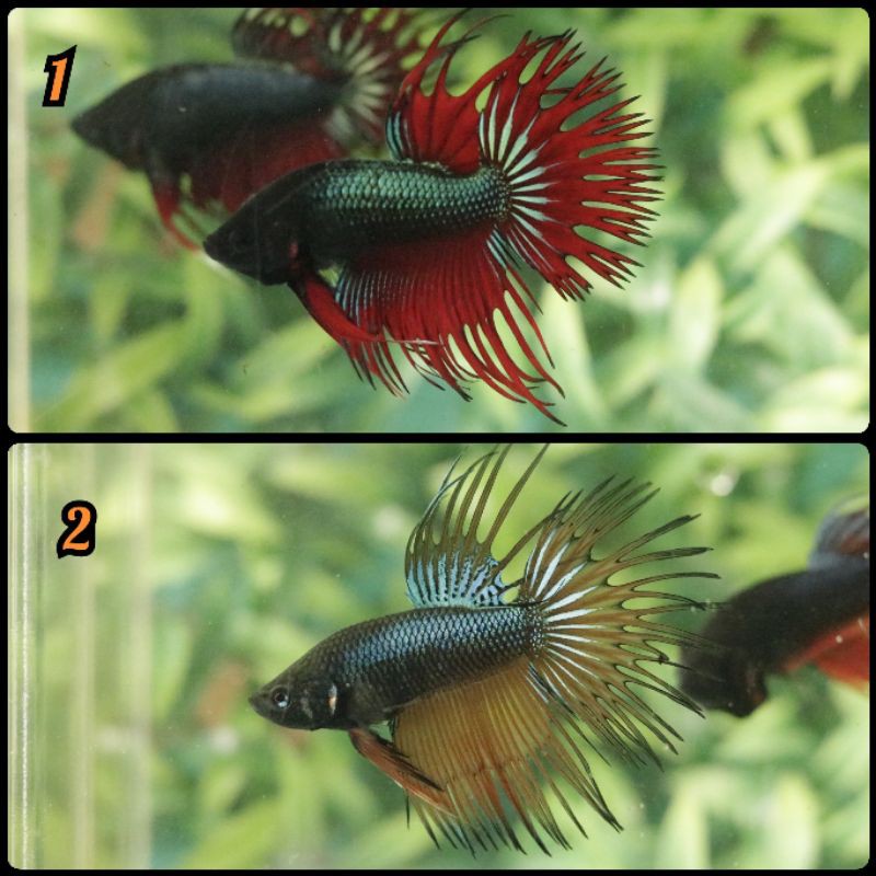 Ikan cupang Crowntail / Serit