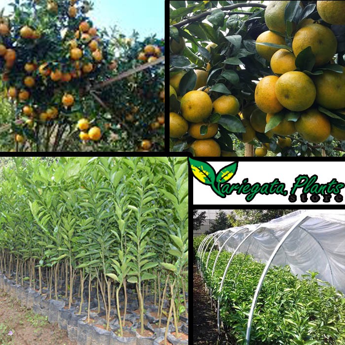 Tanaman Jeruk Keprok Rgl - Bibit unggu BERGARANSI