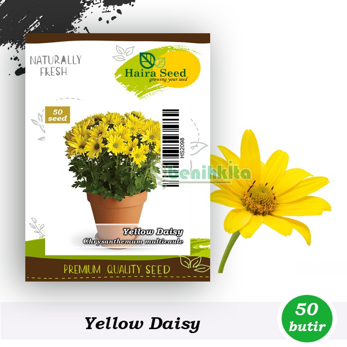Benih-Bibit Bunga Yellow Daisy (Haira Seed)