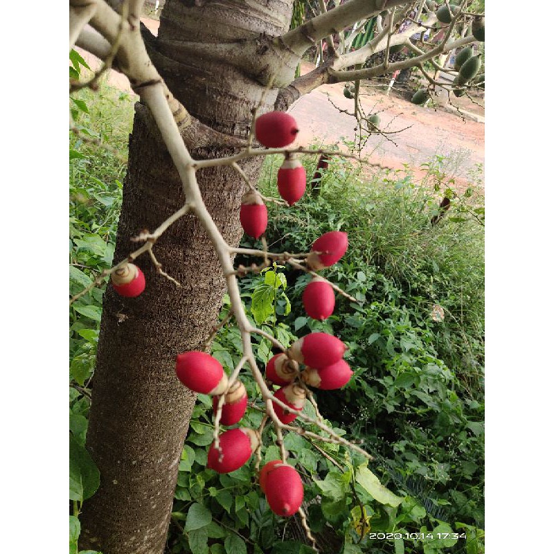 Biji Palem Botol Sudah Merah Isi 30biji