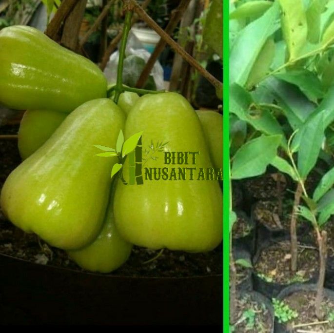 Bibit jambu madu deli jambu air madu deli