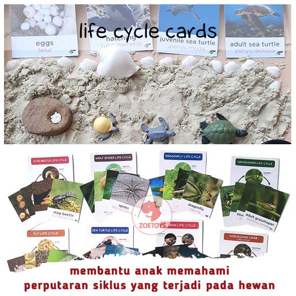 Zoetoys Life Cycle Cards | Flashcards Kartu Siklus Hidup Hewan of Animals Ant Bee Butterfly Chicken Frog Ladybug | mainan edukasi anak untuk sekolah mainan anak education