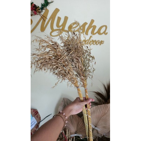 Ilalang Merak | daun kering | bunga kering | mirip padi | bunga rustic