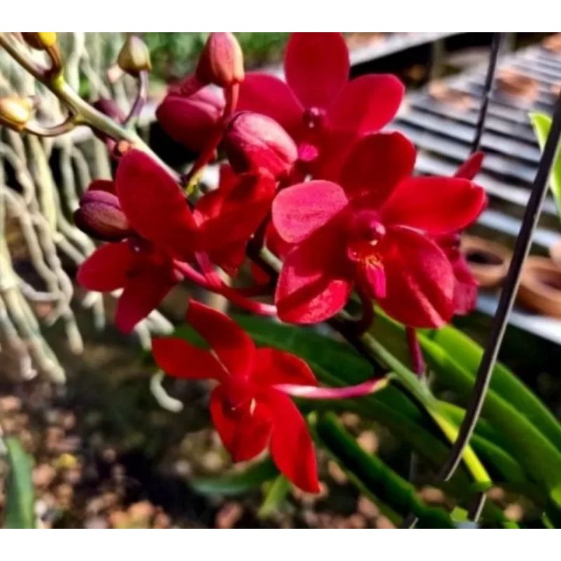 Anggrek dendrobium dewasa bunga merah merona