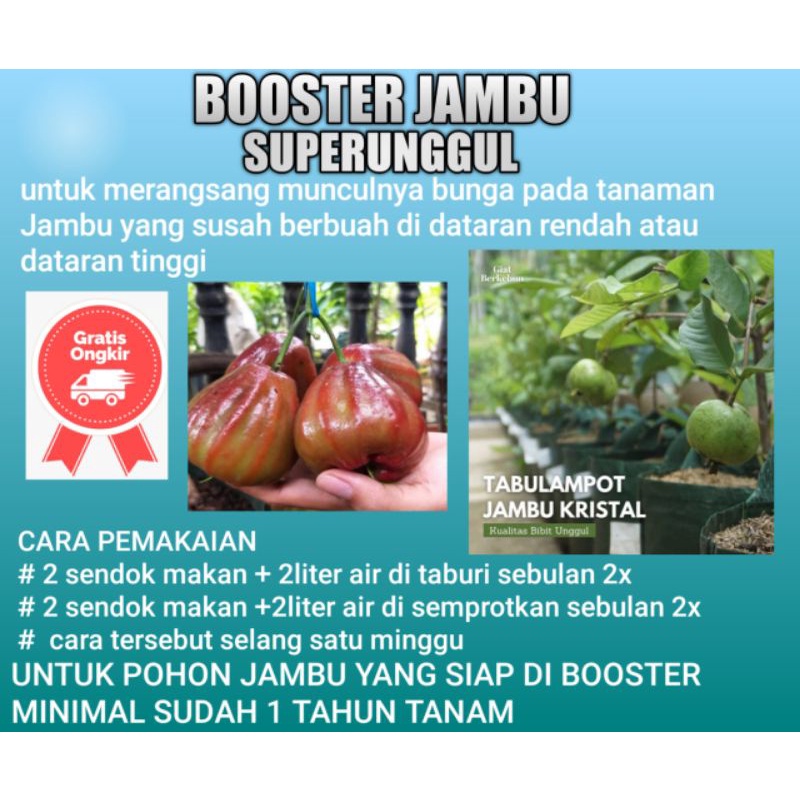 Boster Pupuk Bibit jambu air dan Jambu biji bisa membuat bibit cepat berbuah dan melebatkan buah