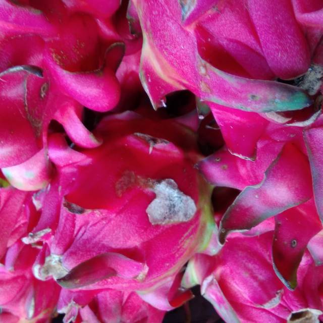 

Buah naga merah
