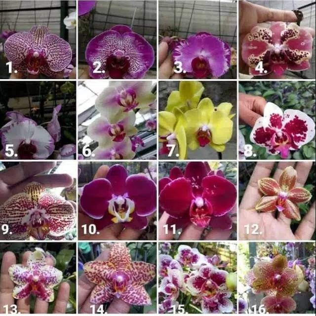 Paket Hemat Seedling Anggrek Bulan