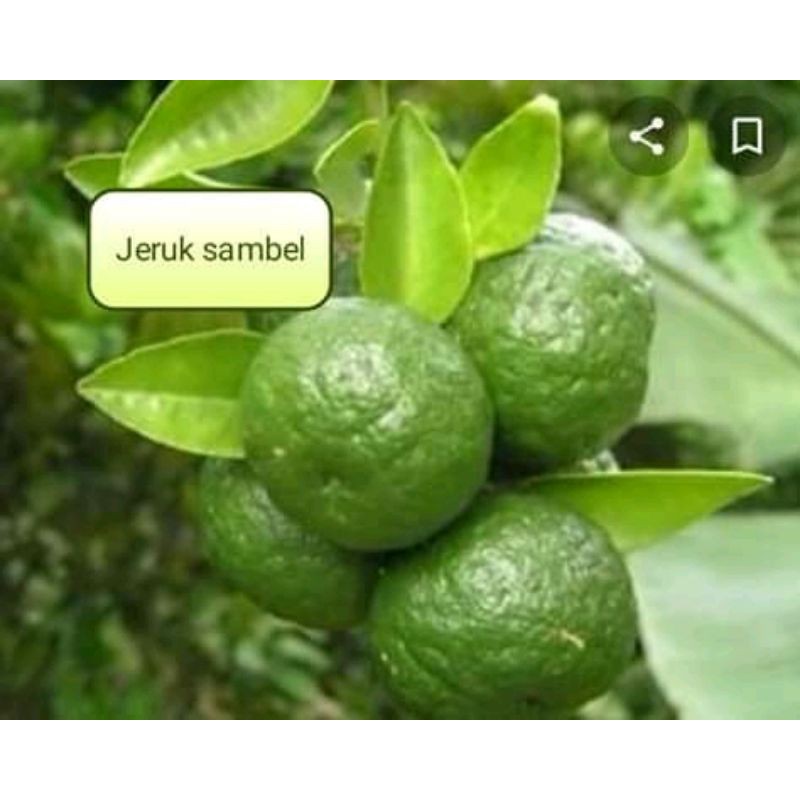 bibit jeruk limau berbuah