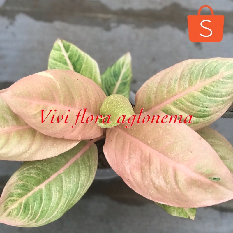 aglonema sartika aglonema viral aglonema lokal tanaman hias
