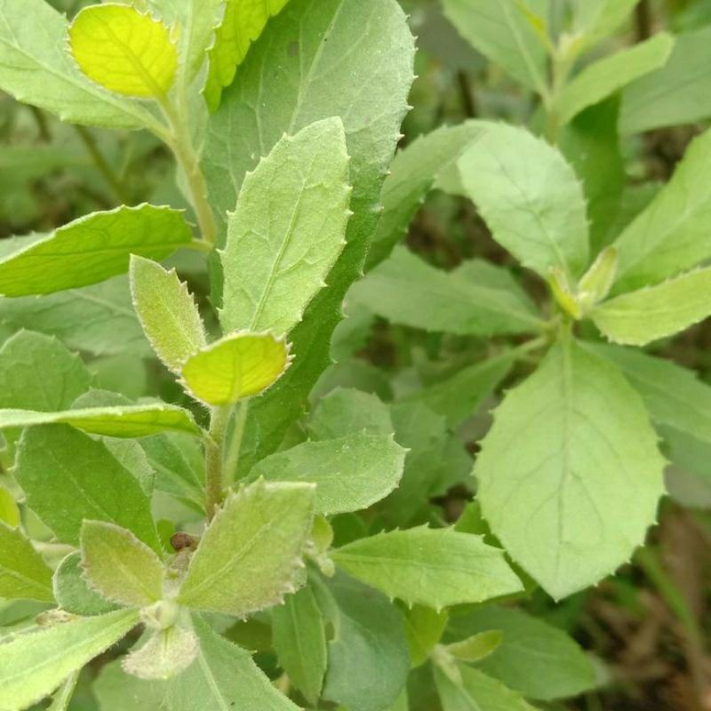 

Sayur Luntas / Daun Beluntas Segar / Fresh