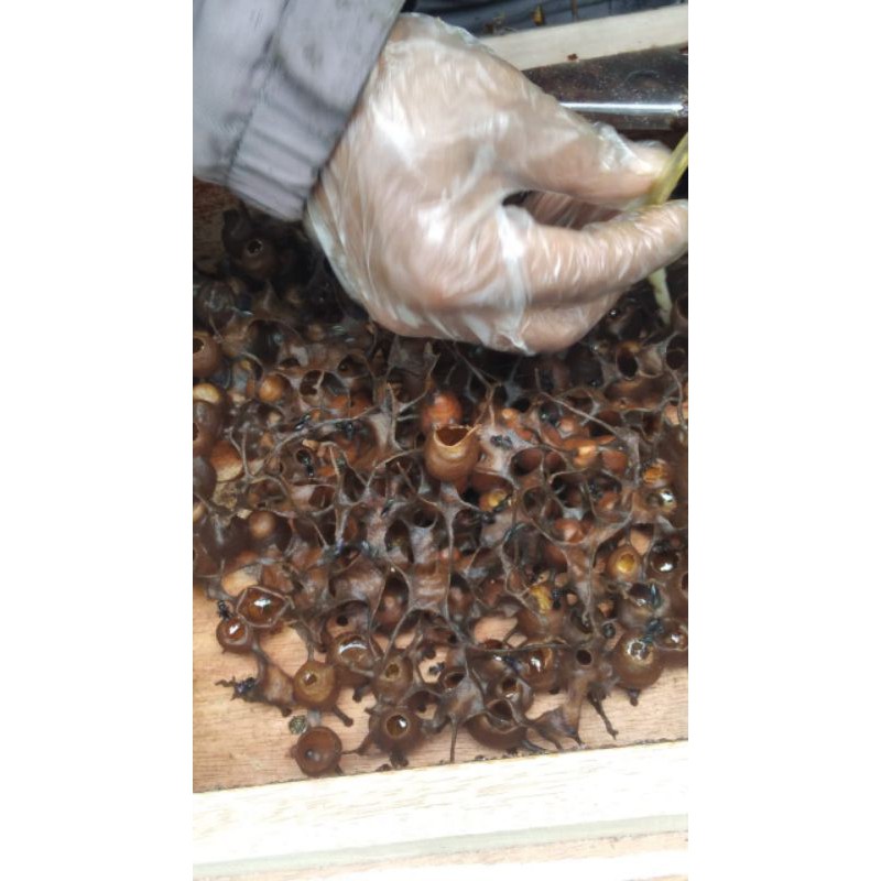 

madu trigona/kelulut/klenceng al fatih