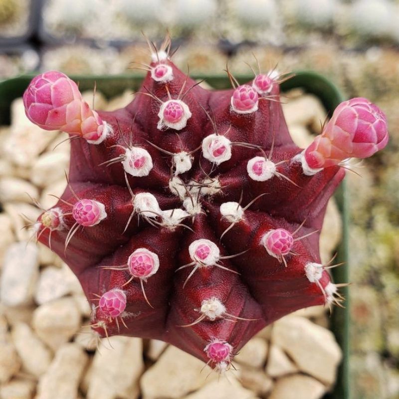 TERMURAH Gymnocalycium Siklam / Siklam Import / Kaktus