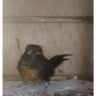 Burung Murai Medan Trotolan Gembling