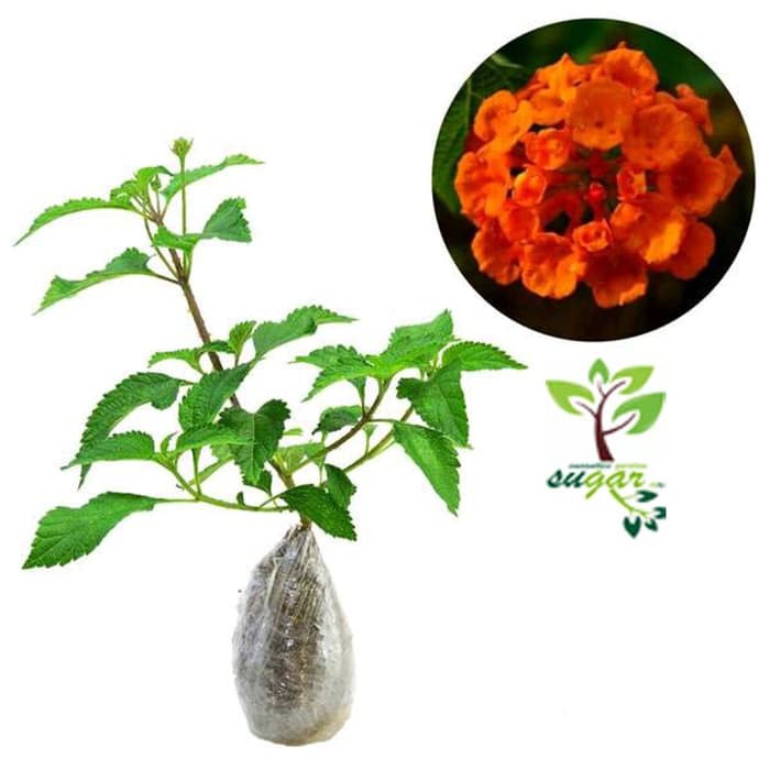 tanaman lantana orange / tembelek an / waung