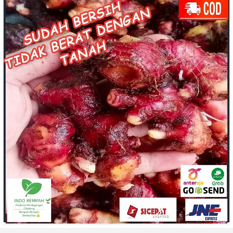 

Jahe Merah 10 Kg Size Super Sudah Bersih Tidak Berat Dengan Tanah